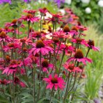 Echinacea purpurová (Echinacea purpurea) ‘BRIGHT ROSE’ - výška 10-15 cm, kont. C1,5L